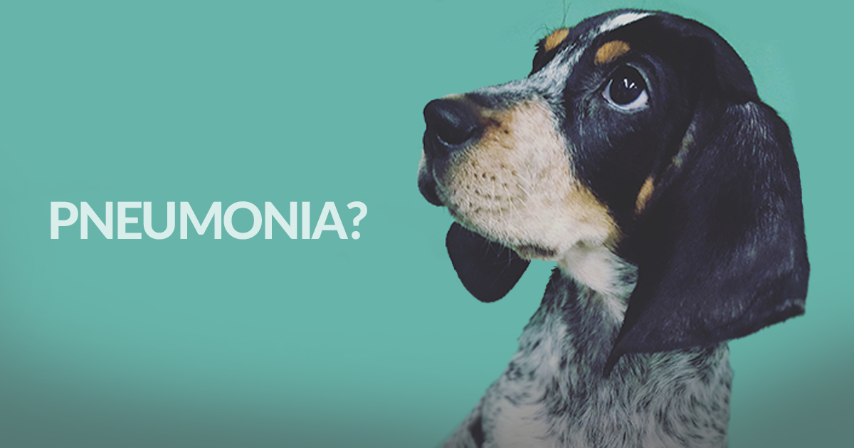 Anyone with Lungs Can Get Pneumonia, Including Our Pets | American Lung  Association