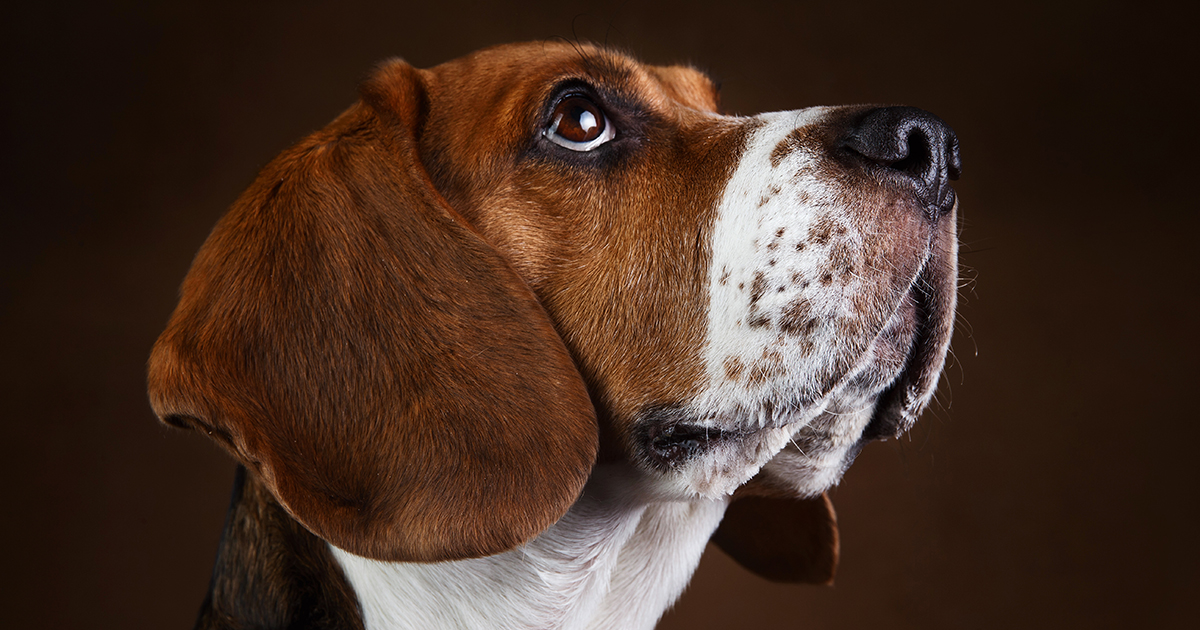 Can Dogs Sniff Out Lung Cancer? American Lung Association