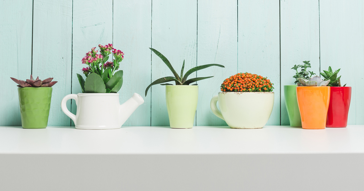 Getting into the Weeds Do Houseplants Really Improve Air Quality