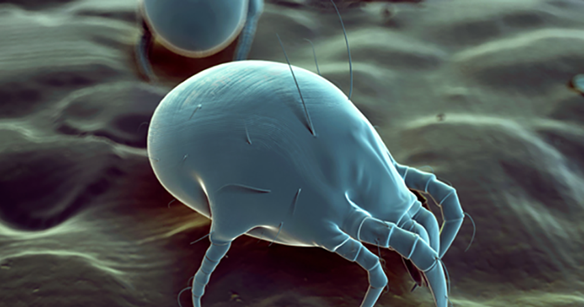 How To Get Rid of Dust Mites (2024)