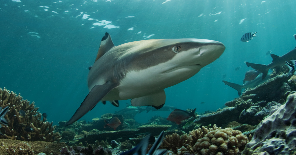 Sharks Need Oxygen Too | American Lung Association