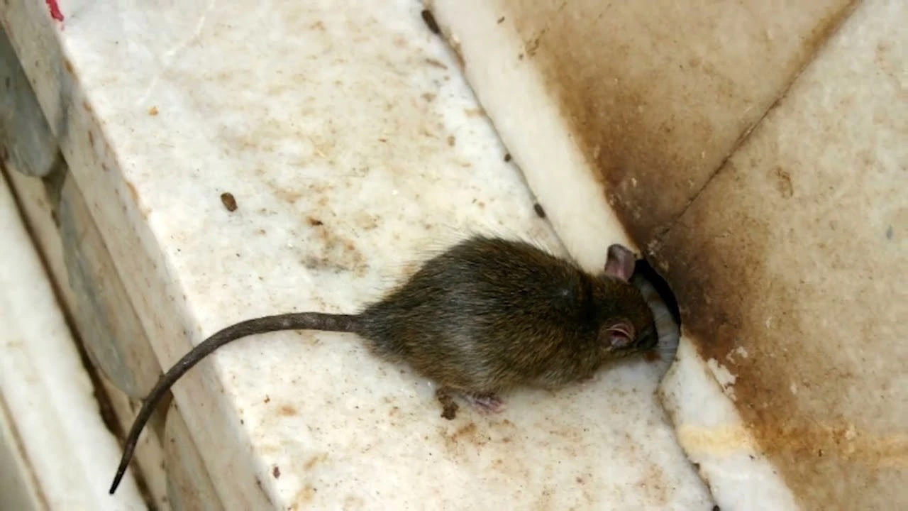 Rodents