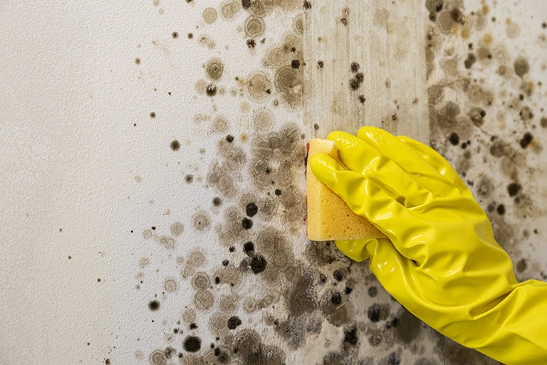 mold in vape Bacteria and Mould in Vapes: Shocking Findings main image 1