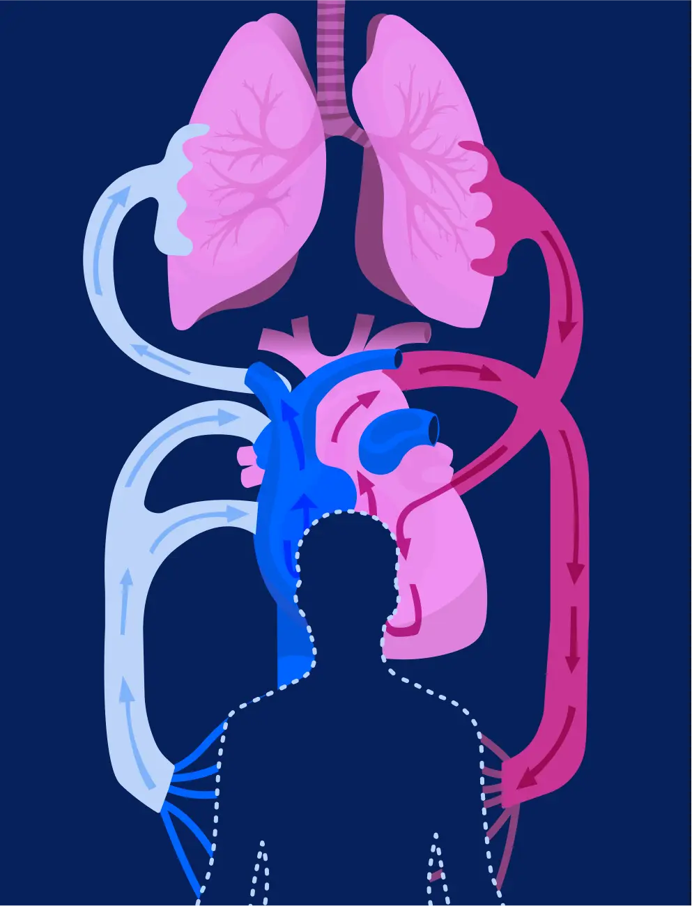 Your Heart and Lungs: The Ultimate Relationship