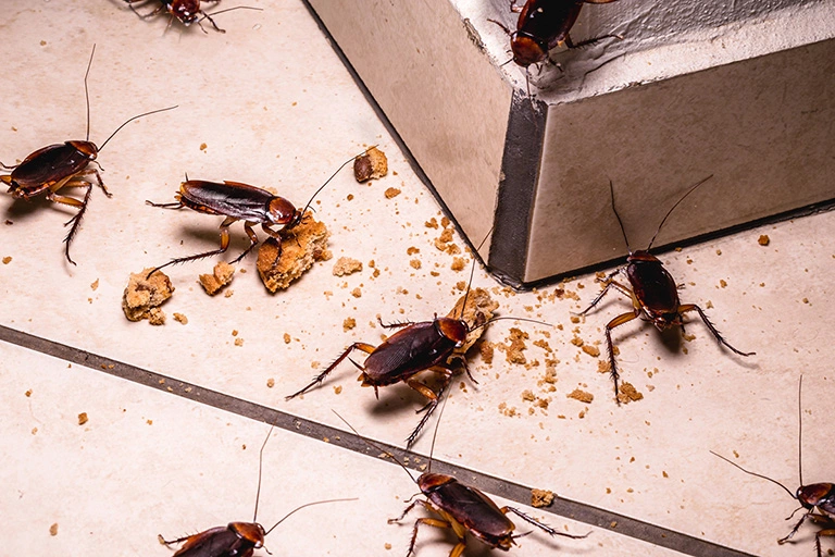 tobacco dust for roaches Got Pests? Try this Chemical-Free Approach to Safely Get Rid of Them