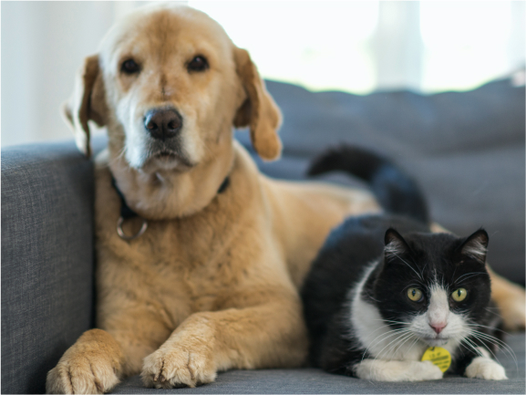 can cats get high from vape smoke The Effects of Marijuana on Cats main image 0